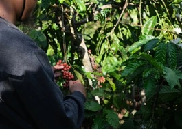 NAJWIĘKSZY PRODUCENT KAWY